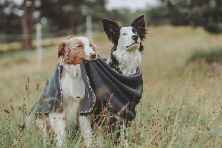 HUNTER Hundedecke Casper